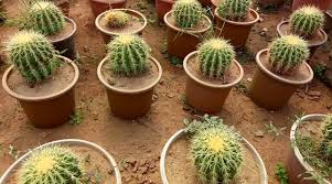 Cactuses exert a special fascination on every plant friend. Golden Barrel Cactus Seeds Echinocactus Grusonii Cacti Seeds Cactus Kingdom