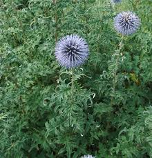 Image result for Sphaeranthus foliosus