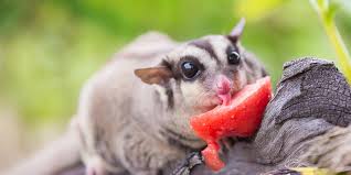 Sugar Glider As Pets Know Your Pets