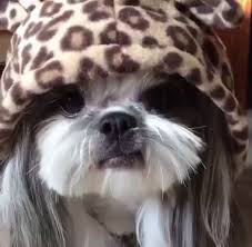 Hair shedding is minimal thus saving you time and effort in cleaning its fallen hair. Cute Dogs Gif Cute Dogs Long Hair Discover Share Gifs