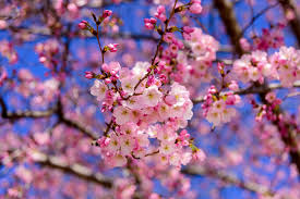 What you don't tell no one, you can tell me / little ghost, tall, tan like milk cherry blossom is an unreleased song by lana del rey. Celebrate Cherry Blossom Festival In Shillong This Year Times Of India Travel