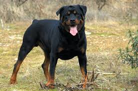 Rottweiler Growth And Weight Chart