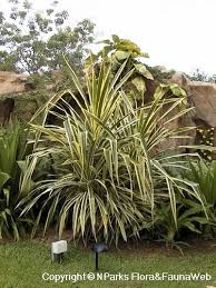 Image result for Pandanus sp. A