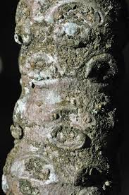 Image result for Breonadia