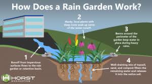 Rain Garden: Stormwater Management 