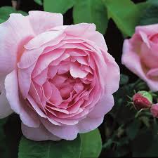Check spelling or type a new query. 17 Of Our Favorite Fragrant Roses Flower Magazine