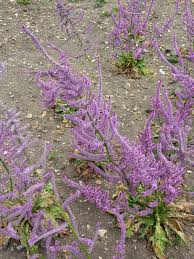 Image result for Plumbaginaceae