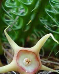Image result for Ceropegia arenarioides