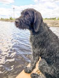 Money is not one of those reasons, nor is market demand. German Wirehaired Pointer Hunting
