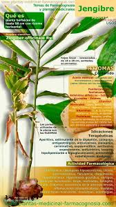 La diabetes mellitus describe a un grupo de enfermedades metabólicas en las cuales la persona con la enfermedad tiene una alta concentración de azúcar en la. 97 Ideas De Hierbas Que Curan En 2021 Salud Y Nutricion Beneficios De Alimentos Nutricion