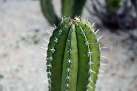 They use the sun for energy to grow. How Do Cactus Store Water Easy Succulent Care