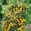 This hanging basket tomato is perfect for decks or patios. Https Encrypted Tbn0 Gstatic Com Images Q Tbn And9gctz5frbuk5acuvm2tqic F56qq0dejz Gwmjqvoki7ugjjrdvv5 Usqp Cau