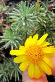 Image result for Senecio speciosus