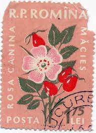 Rosa Luna Cikartma Posta Pulu Kartpostal