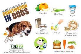 Home Remedies For Constipation In Dogs Top 10 Home Remedies