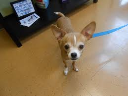 Cats dogs companion animals services: Highland Park Vet Pet Laboratory Testing Higland Park Veterinary Clinic