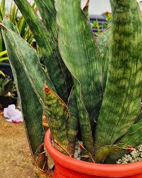 Image result for Sansevieria scimitariformis