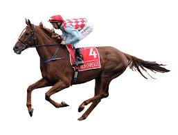 Your daily horse racing needs are perhaps the most vital set of tools at your disposal. Home Pureform Horse Racing Software