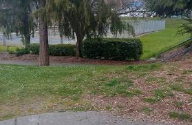 All you need is to change them if they 5. The Rats Of Seattle Seem To Be Enjoying Human Social Distancing Slog The Stranger
