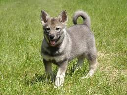 Image result for norský losí pes šedý