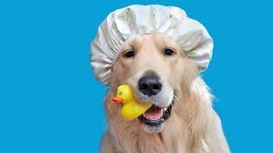 ~ yes, you (help) me? Putting In A Pet Wash Professional Carwashing Detailing
