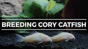 Looking down at the fish, the female will be plumper at the midsection and slightly longer. Cory Catfish Corydoras Expert S Care Breeding Guide