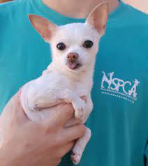 Juji Heap Of Love Is A Tiny 5 Pound Treasure Who Wants To Be Cherished He Is A Chihuahua About 6 Years Of Age A Cute Chihuahua Cute Dogs Animals Friends