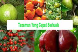 9 jenis tanaman buah dalam pot yang cepat panen jeruk hampir semua varietas jeruk, baik itu jeruk nipis, jeruk limau, atau. 20 Jenis Tanaman Yang Cepat Berbuah Dan Mudah Di Rawat Dosenpertanian Com
