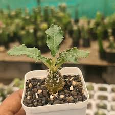 Image result for Dorstenia dinklagei