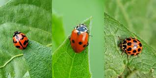 Usually a female (mother) insect lays eggs, but a few species have live some good insects eat pest insects, such as lady beetles (or ladybirds or ladybugs) eating aphids. Let S Talk Ladybird Beetles The Seed Collection