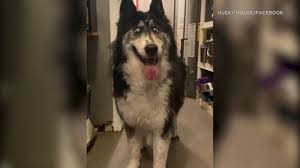 100% of your donation is used towards the free spirit siberian rescue. Abandoned Husky With Weird Eyes Adopted After Her Adorable Photos Went Viral Abc7 New York