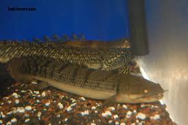 Polypterus Aka Bichirs Profile And Photos Tank Terrors