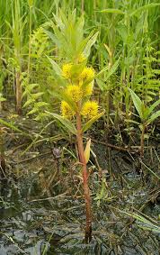 Image result for Lysimachia ruhmeriana
