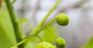 Image result for Monopsis stellarioides