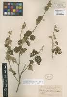 Image result for Wissadula amplissima