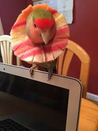 Bird Safe Cat Collar Australia This Bird Collar Has Saved My Bird Mango From His Terrible Picking Habits He Picks So Much Kristen S Bird Collar Parrot Pet Pet Birds