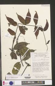 Image result for Landolphia ligustrifolia