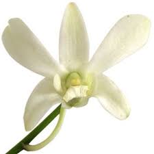 White Loose Dendrobium Orchid Blooms White Dendrobium Orchids Tropical Wedding Flowers Dendrobium Orchids