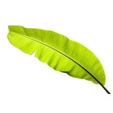 Banana Leaf Leaf Clipart Background Banana Png Transparent Clipart Image And Psd File For Free Download