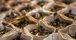 Die Kaffeepflanze So Konnen Hobby Gartner Zu Hause Kaffee Anbauen Happy Coffee Kaffeepflanze Gartenarbeit Fur Anfanger Gartensamen