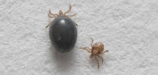 Ticks of domestic animals cause considerable harm to livestock through pathogenic transmission, causing anemia through blood loss, and damaging wool and hides. Generating First Ever Transgenic Ticks To Help Fight Tick Borne Diseases University Of Nevada Reno