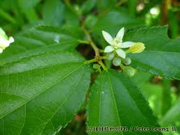 Image result for Grewia micrantha