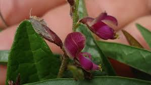 Image result for Galactia striata