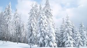 Here you can explore hq snow tree transparent illustrations, icons and clipart with filter setting like size, type, color etc. Snow Trees Wallpapers Top Free Snow Trees Backgrounds Wallpaperaccess