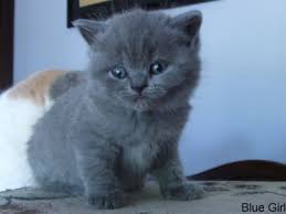 Pin By Deni Pericol On Familiars Animals British Shorthair Cats