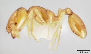 They have two nodes, a thorax without spines, small compound eyes, antennae with 10 segments and antennal clubs with two. Learn How To Get Rid Of The Tiny Ants In Your Home Tiny Ants Ants Types Of Ants