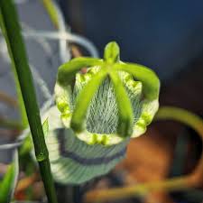 Image result for Ceropegia nutans