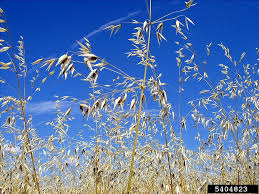 Image result for Avena byzantina