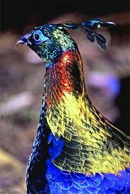 что есть у птиц и чего нет у других животных Himalayan Monal Nacionalnaya Ptica Nepala Zhivotnye I Rasteniya Dobavil Aleksandr Belov Vilingstore Net Otpechatki Ptichih Lap Pticy Krasivye Pticy