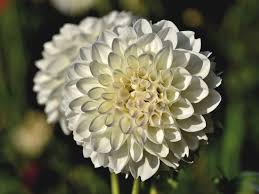 All white flowers name with picture. 52 Incredible White Flowers With Names Meaning And Pictures Florgeous